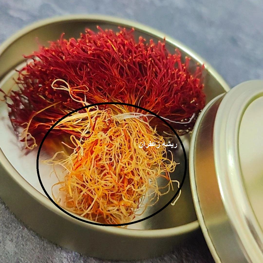 ریشه زعفران